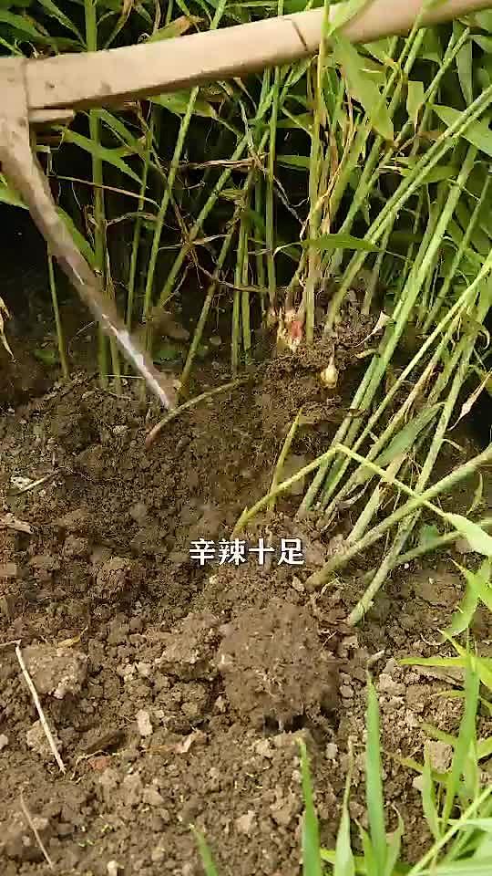 甜姜丝的制作，甜姜丝的制作方法（适合秋冬暖身开胃）