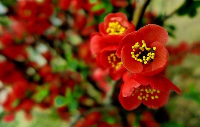 海棠花代表什么意思，海棠花的意思是什么（花中神仙秋海棠）