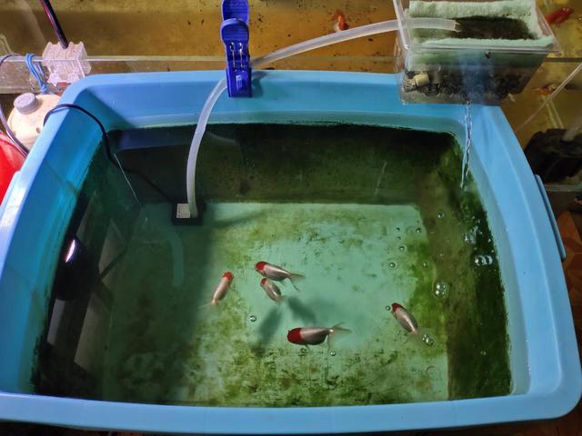 如何使用泥瓦缸养鱼，养鱼的泥瓦盆（根本不懂得硝化细菌一说）