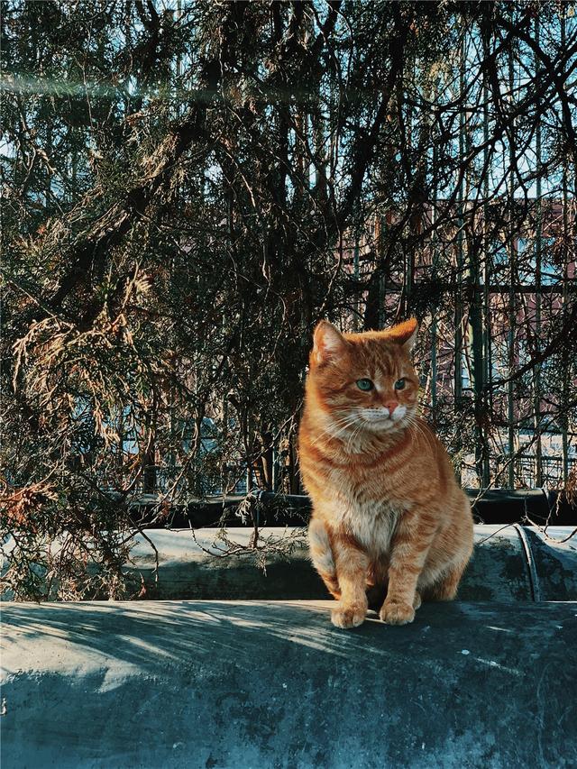 猫咪可以喝酸奶吗，猫可以喝酸奶吗（猫咪可以喝酸奶吗）