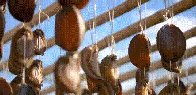 鲍鱼是什么动物，鲍鱼是什么内涵（为何大妈依旧爱理不理）