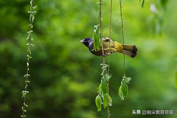 桃字的笔顺，花字的笔顺笔画（寒假一线老师提前备课）