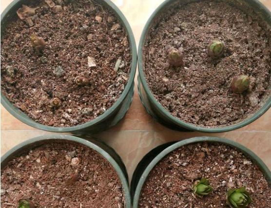 百合种球怎么种植，百合花种球的种植方法（百合花的最佳种植时间到了）