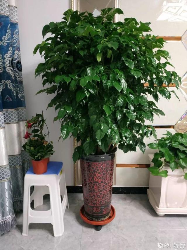 鹅掌柴的作用与功效，鹅掌柴的功效与作用（一养就能养20年）