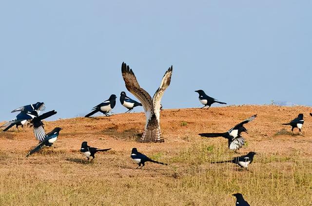 雀和鹊的区别，喜鹊的鹊和孔雀的雀有什么区别（喜鹊的所作所为对应其名“喜鹊”）