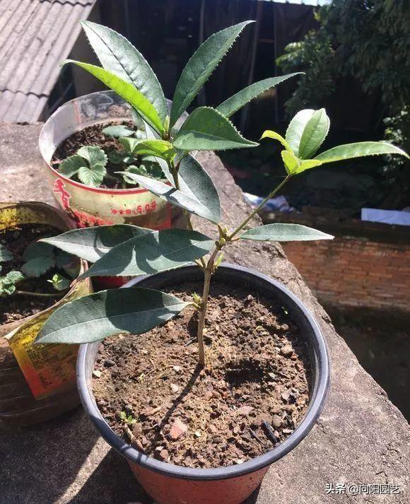 桂花扦插生根最快方法，桂花扦插生根最快方法视频（不用买自己就能繁殖）