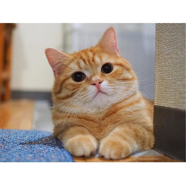 简约漫画头像 橘猫微信，简约漫画头像 橘猫?/希望你能永远都在我身边（，圆乎乎的小肥菊）