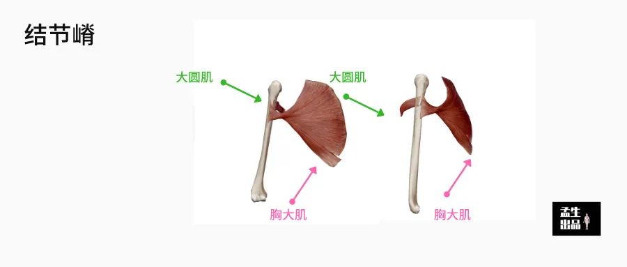 肱骨长是什么意思，股骨长是什么意思（肩关节肌骨解剖学——第三讲）