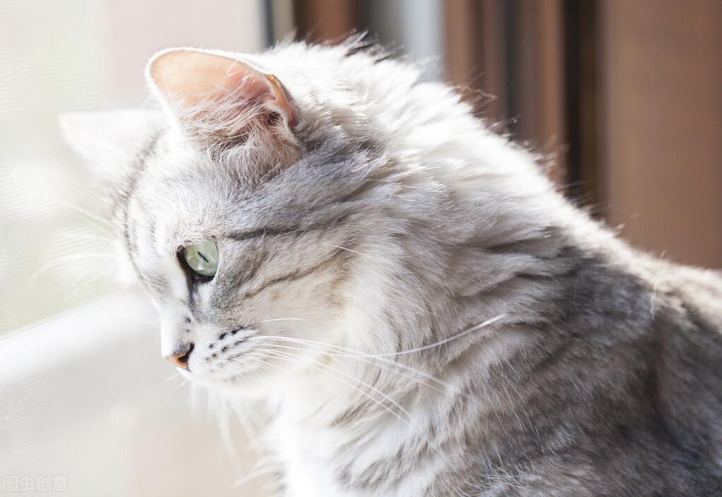 西安四大会计师事务所（四大会计师事务所招聘条件要求是什么）