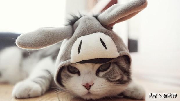 猫真的有九条命吗，为什么说猫有九条命（人人都说猫有九条命）