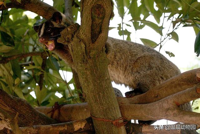 果子狸是什麼動物,果子狸是保護動物嗎(果子狸是什麼保護動物)