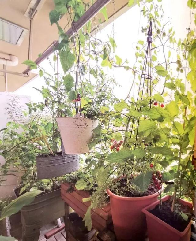 百里香和迷迭香的区别，百里香和迷迭香的区别调料（适合阳台盆栽的蔬菜混种搭档）