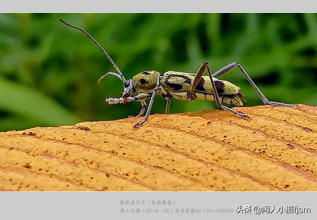 关于星天牛介绍，星天牛百度百科（这外貌“粗糙”的天牛你认得么）