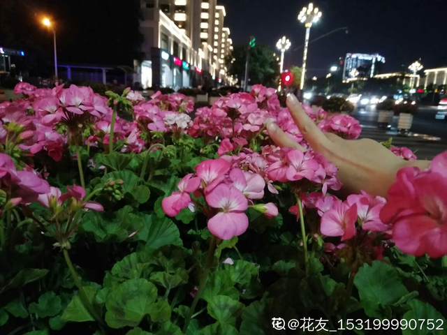 花城是哪个城市，不夜城是哪个城市（中国超美的两大花城）