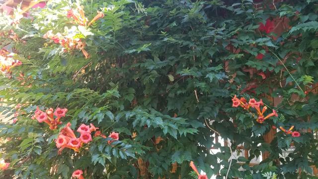 攀援的凌霄花什么意思，攀岩的凌霄花什么意思（凌霄花是一种怎样的植物）