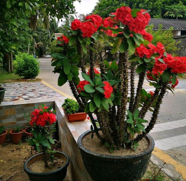 适合家里养的32种花，家里养什么花好（”家居盆花100种）