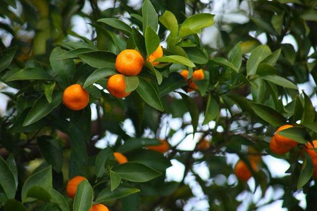 如何养殖桔子树，家里养桔子树怎么养（盆栽桔子树叶子发黄）