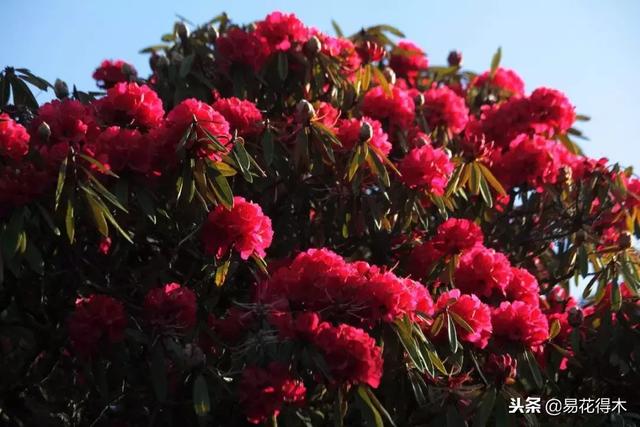 关于马缨杜鹃花，马缨杜鹃花下山桩（马缨杜鹃花的鉴赏以及栽培养护）
