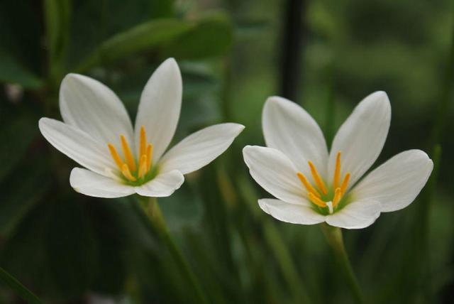 黄色马蹄莲的花语，各种颜色马蹄莲花语（冬天养三种“香味花”）