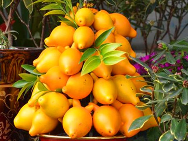 金黄葫芦树上挂是什么水果，红色葫芦水果是什么（把这种“吉祥果”种在家里）