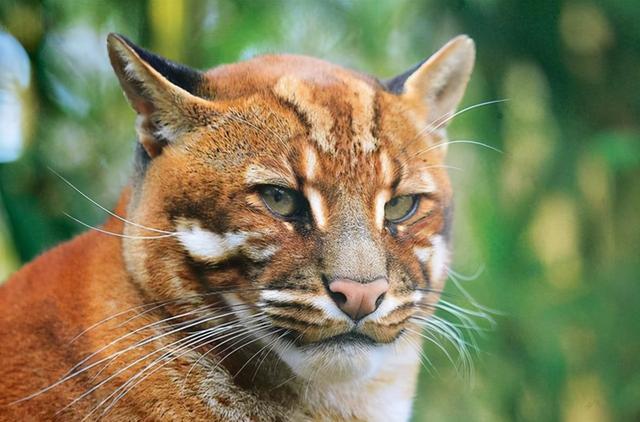虎生三子必有一彪，虎生三子必有一彪是什么意思（人云“虎生三子必有一彪”）