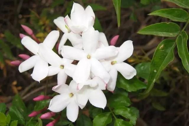 国花是什么，世界各国国花<第一辑>（俄罗斯的国花是什么）