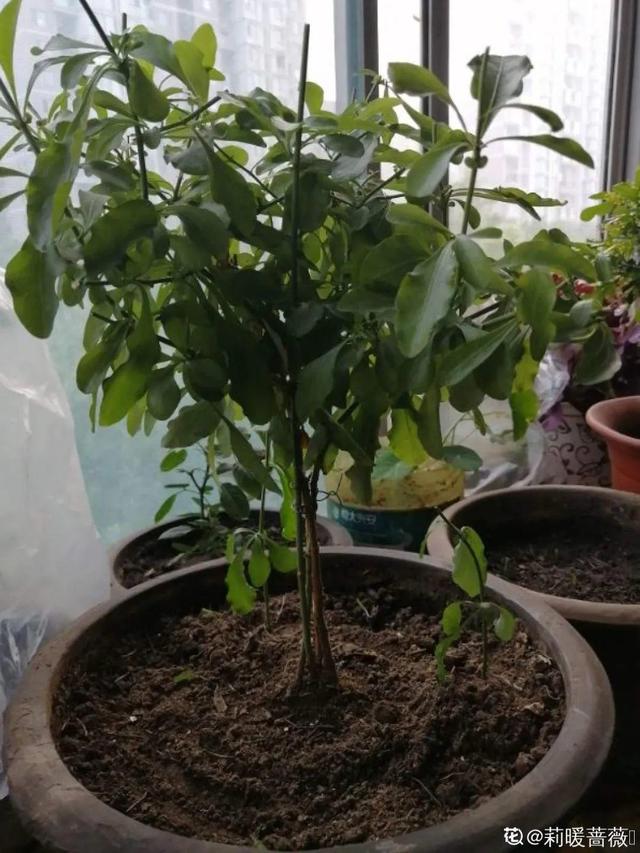 鸟尾花的繁育管理，鸟尾花 花期（30种耐阴花）