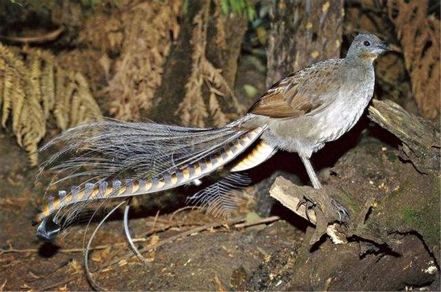 世界上最聪明的鸟类是什么鸟,世界最聪明的十种鸟类(澳洲有种爱唱歌的