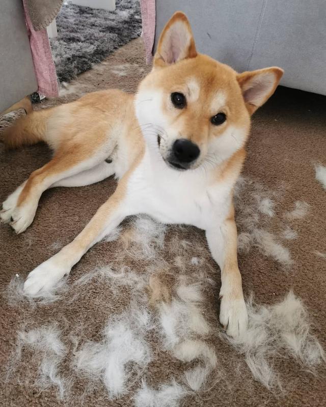 狗子啥时候掉毛严重，为什么狗狗在冬天掉毛特别多