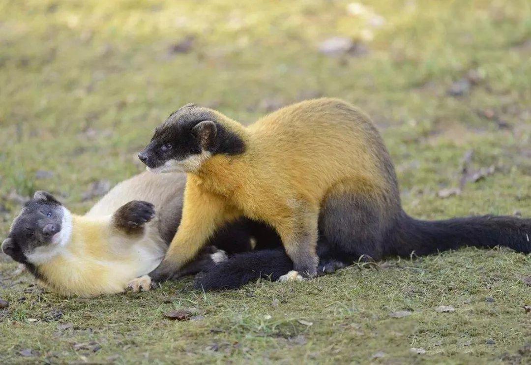 02个子才小狐狸大小,胸前披着金黄色的围巾,有的前脚好像戴了白手套