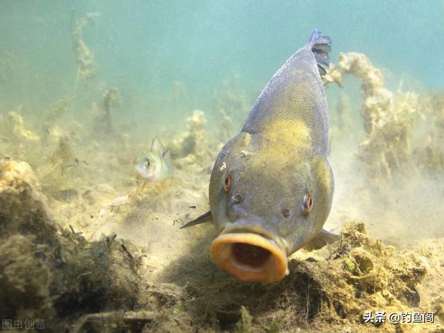顿口是什么意思，钓鱼时“顿口”（原来最大的问题在调钓）