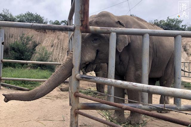 八达岭野生动物园攻略，八达岭野生动物世界景点介绍（北京八达岭野生动物园）