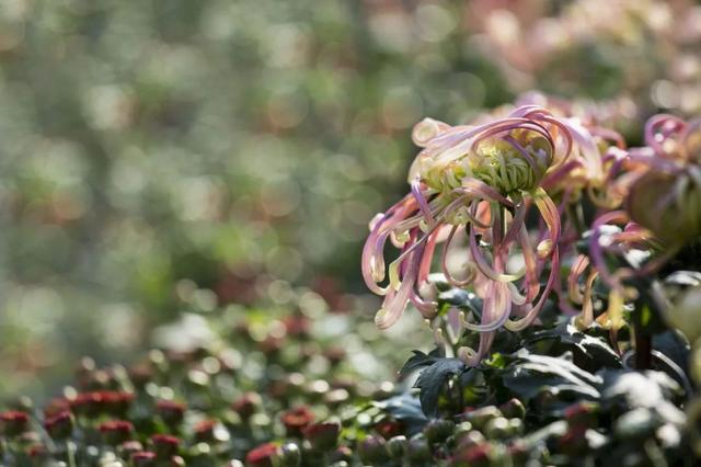 菊花寓意什么，菊花寓意什么康乃馨寓意什么玫瑰寓意什么（绕篱寒菊自开花）