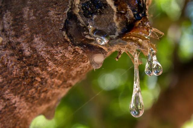 乳香精油的功效与作用及禁忌，女人不衰老的秘密