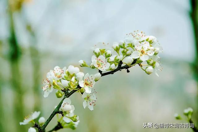 春季开花的十大名花，15种开在春天里的花,送给大家15种春天里的诗意