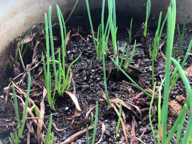 家庭小葱种植方法，小葱种植方法家庭版（一年四季郁郁葱葱）