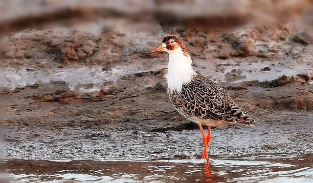 鹳怎么读，颧怎么读音读出来（鹬、鸫、鸲、鹟、鹎、鹳、鹮……这都是啥鸟）