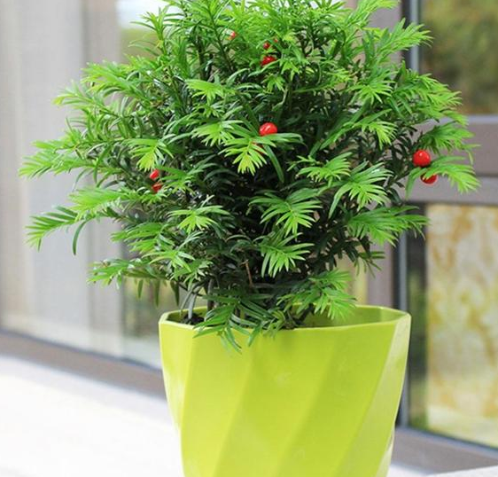 红豆杉盆景的作用，红豆杉盆景养护方法（迎入家中堪当镇宅盆景）