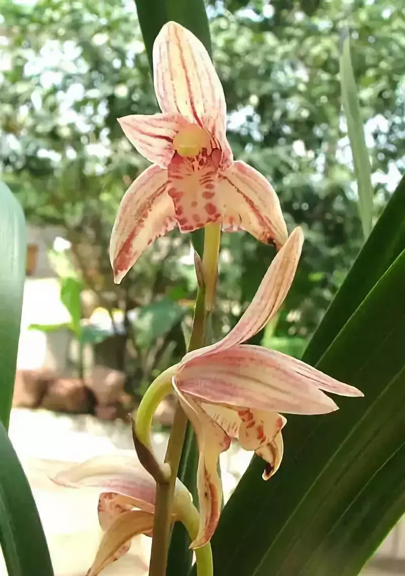 各种花开放的时间（100种常见花的花开时间附图）