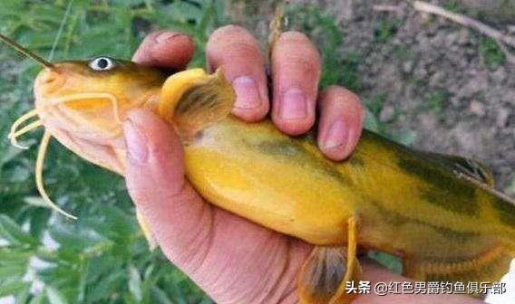 实不相瞒，黄颡鱼的鲜美与营养远超你想象，是餐桌上的隐藏美味宝藏
