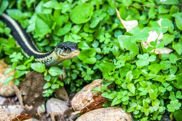 遇到死蛇有什么预兆，梦见死蛇是什么预兆（更别滥捕滥食野生动物）