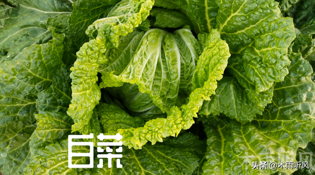 白菜什么时候播种，大白菜什么时候播种（什么时间种植大白菜最好）
