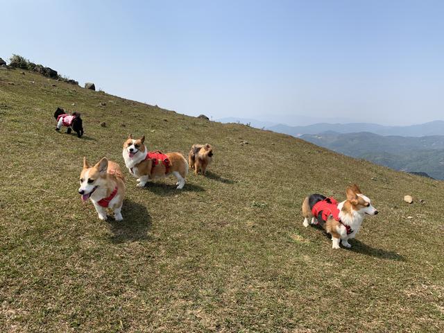 大姆山原生态草原开放了吗，福州辖区内面积最大又鲜为人知的高山草原