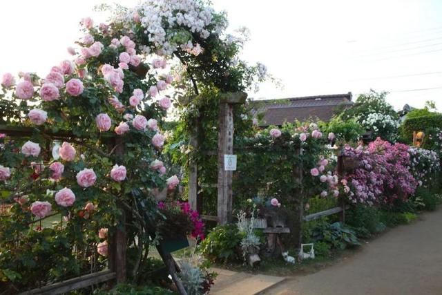 月季花品种，十大经典品种（凭一己之力撑起了整个花园的颜值）