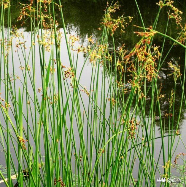 水生植物有哪些，常见的水生植物有哪些（水生植物大全）