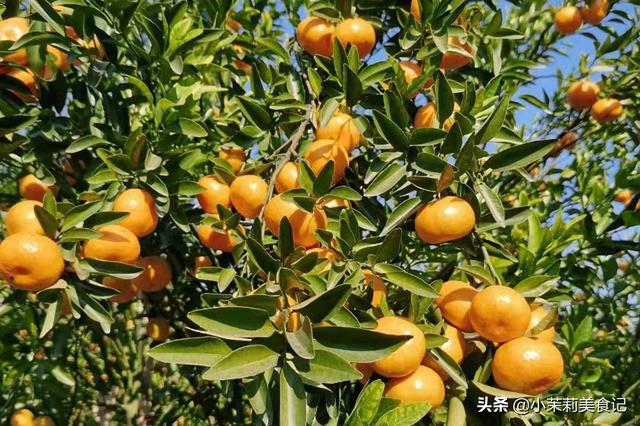 橘子的形状，橘子的形状颜色味道（“尖的”和“扁的”区别很大）