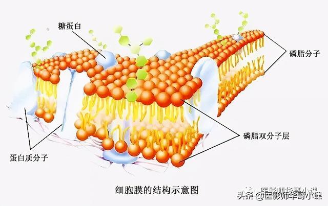 人体解剖学基础，人体解剖学基础知识学什么（基础知识之人体解剖学基础）