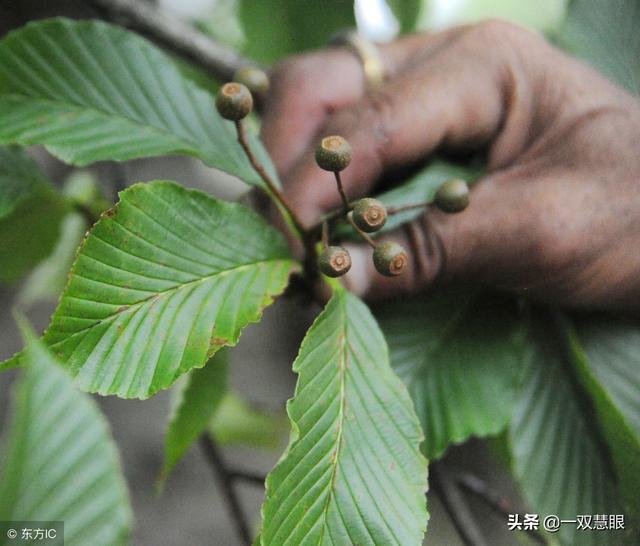 寄生树的种类,寄生树品种大全(重庆有一棵千年夫妻树) 寄生树的种类,寄生树品种大全(重庆有一棵千年夫妻树)