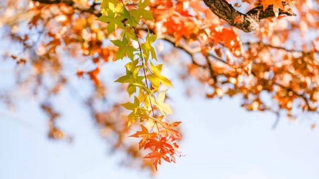 秋意渐浓的诗句有哪些，形容秋意渐浓的诗句（32首红叶诗词）