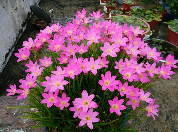 雨水是酸性还是碱性，正常雨水是酸性还是碱性（下雨多淋“雨水”）